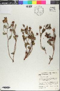 Cienfuegosia subprostrata image