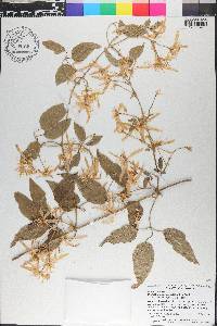 Clematis pubescens image