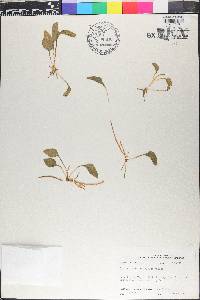 Ophioglossum petiolatum image