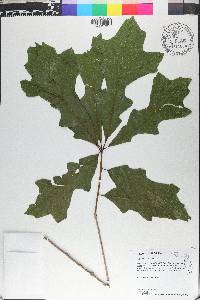 Quercus lyrata image