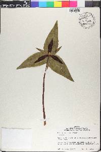 Trillium decipiens image