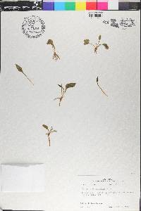 Ophioglossum petiolatum image