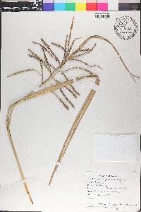 Paspalum millegrana image