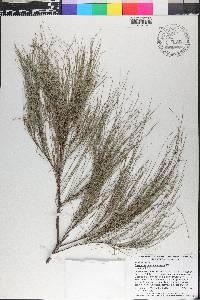 Casuarina cunninghamiana image