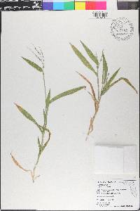 Urochloa adspersa image