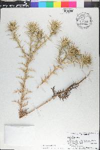 Carthamus lanatus image