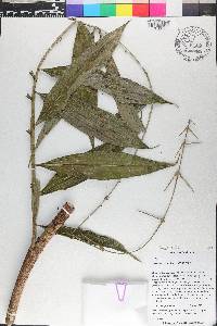 Desmoncus polyacanthos image
