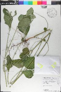 Achyranthes aspera var. aspera image