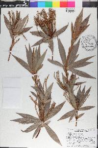 Leucopogon verticillatus image