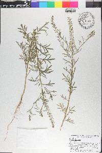 Lepidium bonariense image