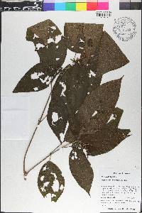 Miconia ceramicarpa image