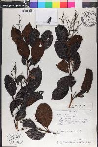 Miconia phaeophylla image