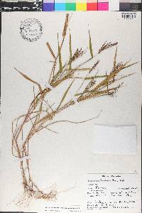 Urochloa fusca image