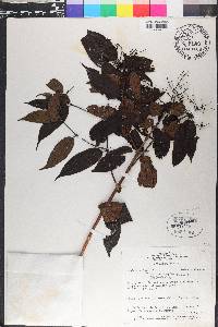 Miconia minutiflora image