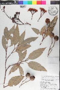 Corymbia ficifolia image