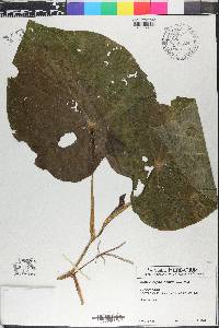 Pothomorphe peltata image