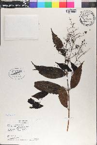 Miconia minutiflora image
