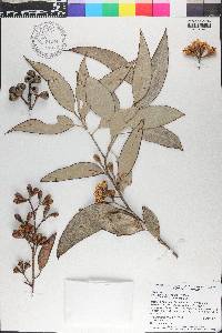 Eucalyptus diversicolor image
