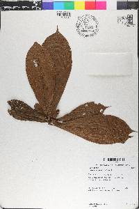 Duroia costaricensis image