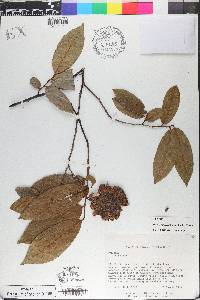 Rollinia mucosa image