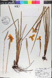 Patersonia umbrosa image