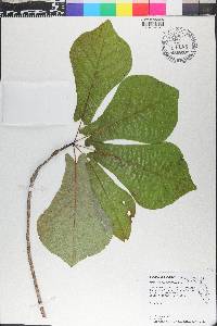 Magnolia pyramidata image