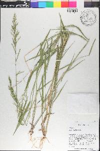 Panicum pilosum image