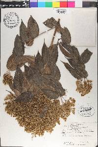 Miconia minutiflora image