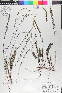 Lindsaea linearis image