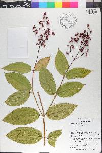 Miconia acinodendron image