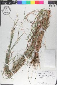 Heteropogon contortus image