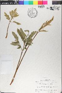 Sceptridium biternatum image
