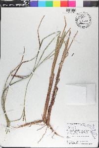 Carex striata image