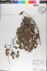 Crataegus uniflora image