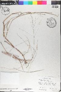 Kellochloa verrucosa image