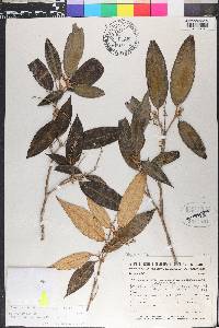 Miconia pepericarpa image