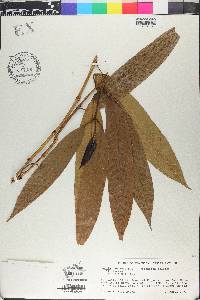 Marila racemosa image