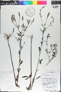 Porophyllum ruderale image