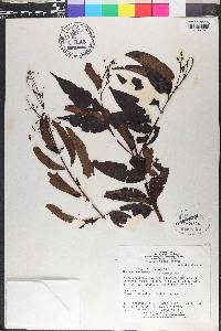 Miconia minutiflora image