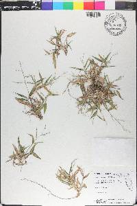 Urochloa ramosa image