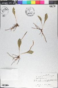 Ophioglossum engelmannii image