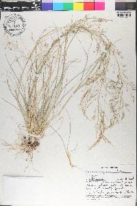 Eragrostis acutiflora image
