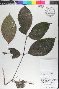 Miconia lateriflora image