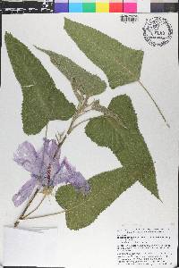 Hibiscus striatus image