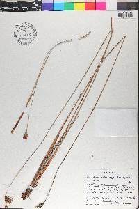 Fimbristylis ferruginea image