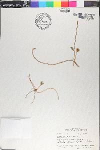 Ophioglossum petiolatum image