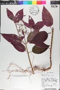 Aciotis purpurascens image