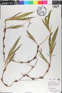 Iris cristata image