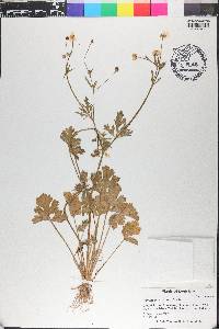 Ranunculus sardous image