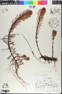 Myriophyllum aquaticum image